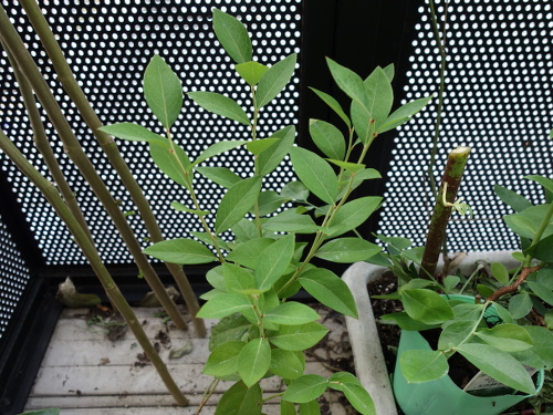 鉢植えガルフコースト