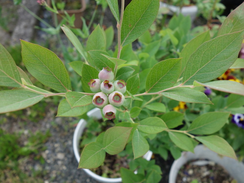 鉢植えガルフコースト