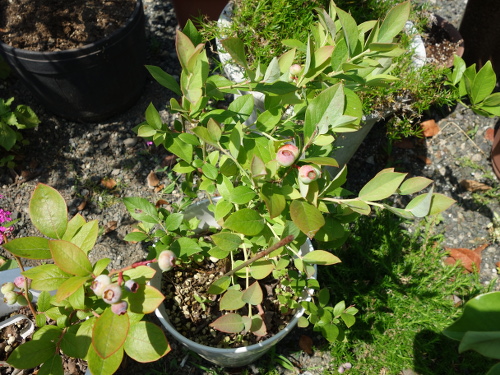 鉢植えガルフコースト