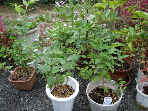 鉢植えガルフコースト