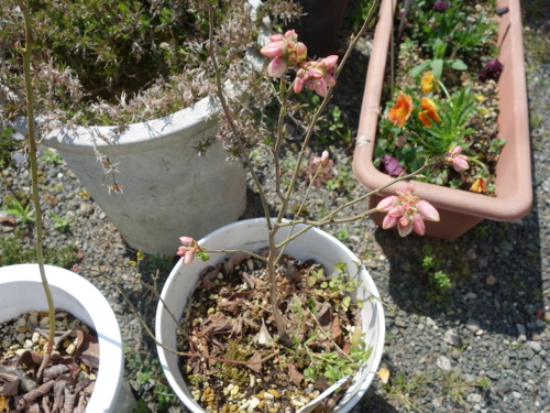 鉢植えガルフコースト