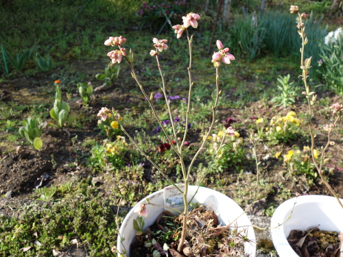 鉢植えガルフコースト