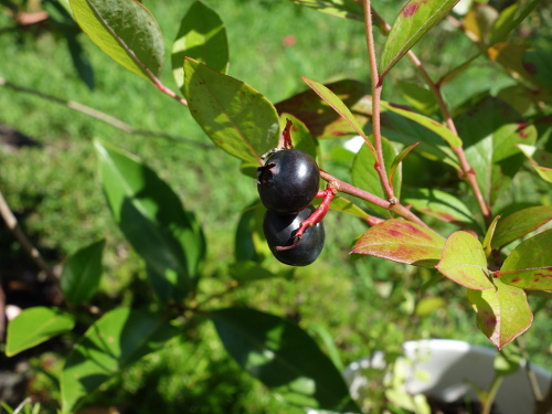 鉢植えガルフコースト