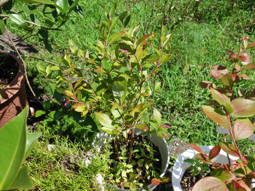 鉢植えガルフコースト