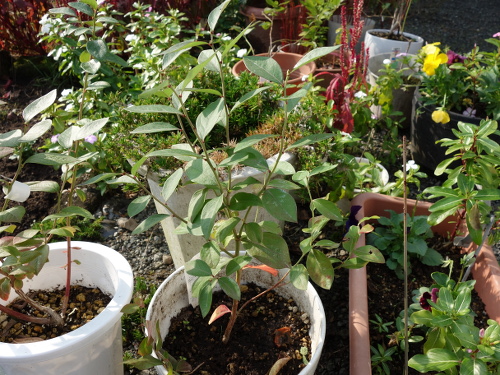 鉢植えガルフコースト