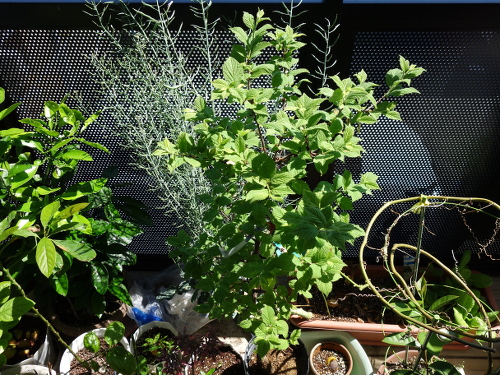 白実ユスラ梅の苗木