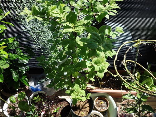 白実ユスラ梅の苗木