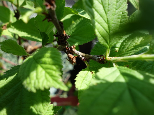 白実ユスラ梅の苗木