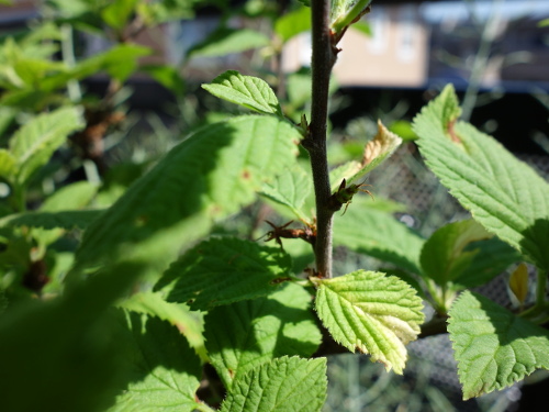 白実ユスラ梅の苗木