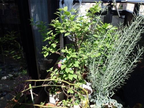 白実ユスラ梅の苗木