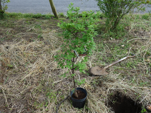 白実ユスラ梅の苗木