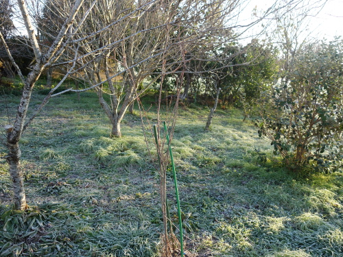 白実ユスラ梅の苗木