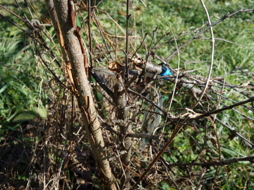白実ユスラ梅の苗木