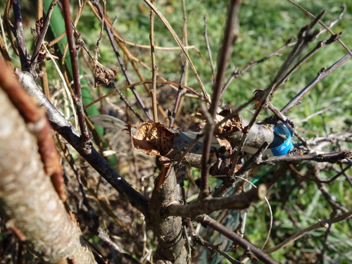 白実ユスラ梅の苗木