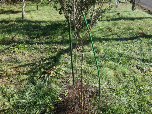 白実ユスラ梅の苗木