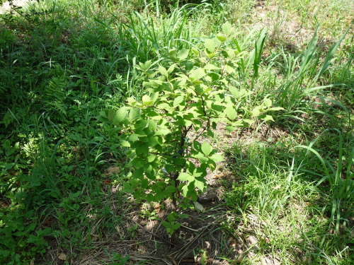 白実ユスラ梅の苗木