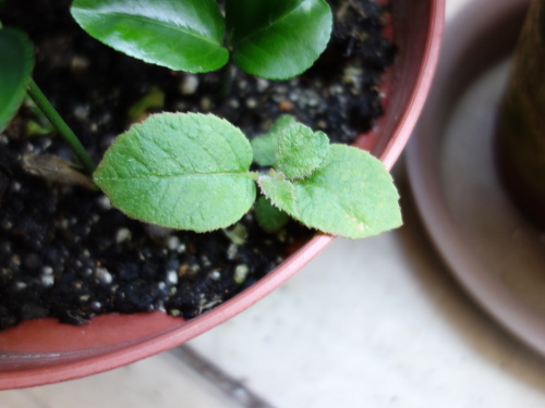 Apple Kiwi Seedling