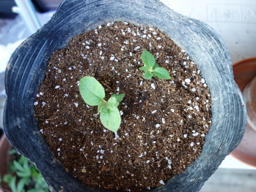 Apple Kiwi Seedling