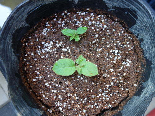 Apple Kiwi Seedling