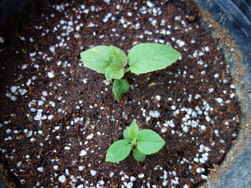 Apple Kiwi Seedling