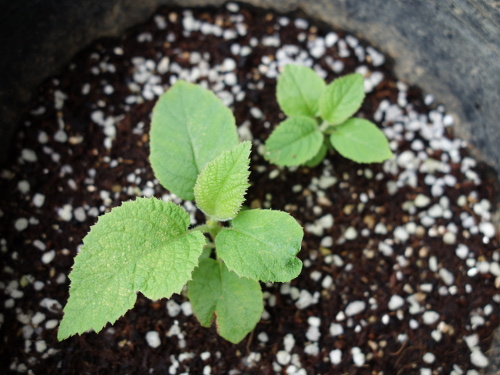 Apple Kiwi Seedling