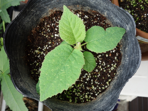 Apple Kiwi Seedling