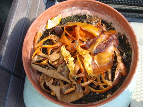 Seeds of Star King Apple