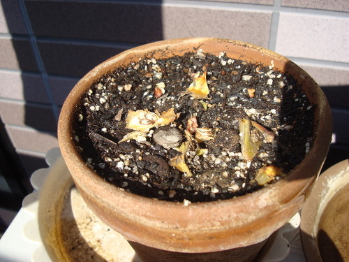 Seeds of Shinano Sweet Apple