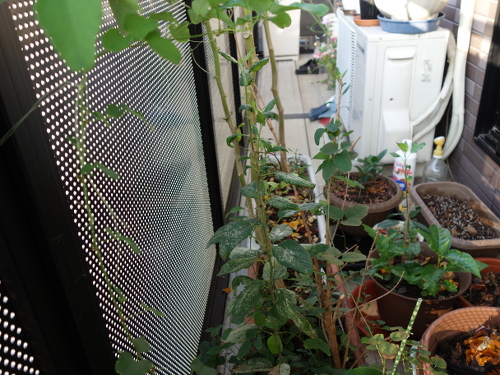 サンジョナゴールドの実生