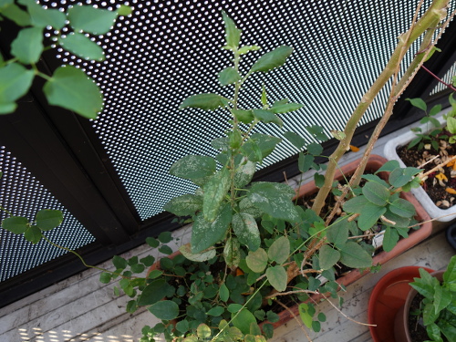 サンジョナゴールドの実生