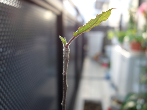 サンジョナゴールドの実生