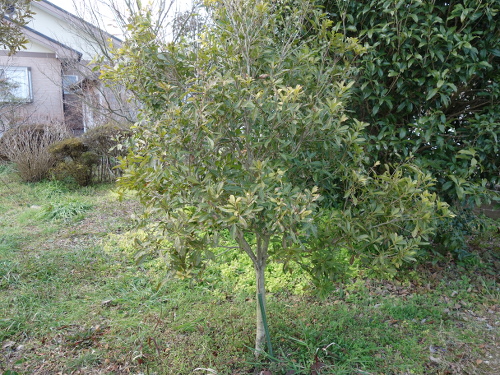 Wax Myrtle