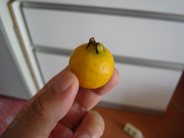 Yellow Strawberry Guava