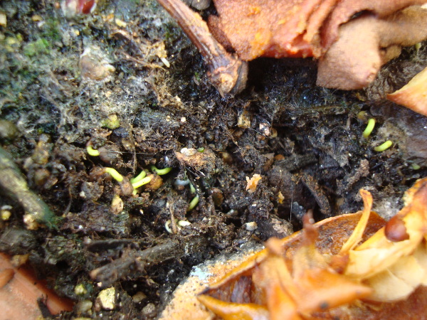 Yellow Strawberry Guava