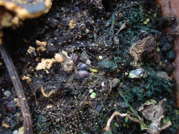 Yellow Strawberry Guava