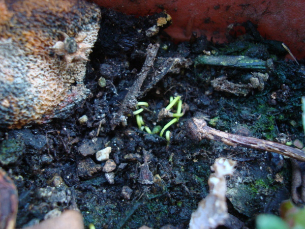 Yellow Strawberry Guava