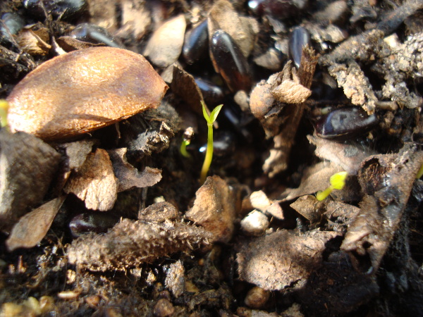 Yellow Strawberry Guava