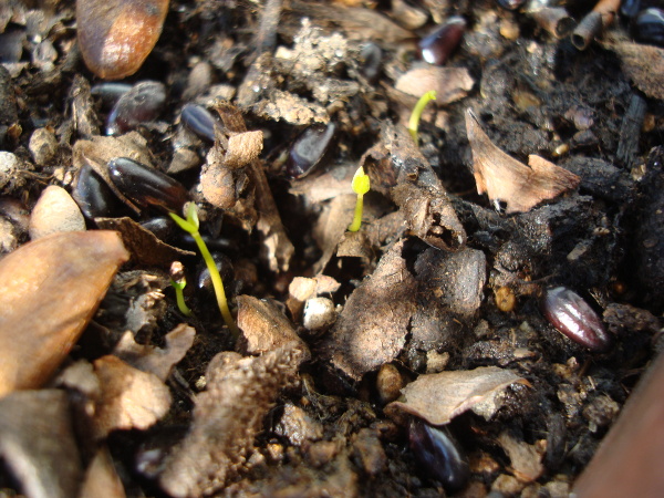Yellow Strawberry Guava