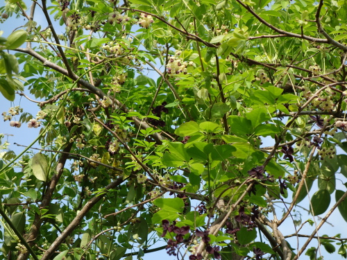 三つ葉アケビと五葉アケビの花