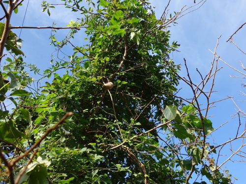 三つ葉アケビの果実