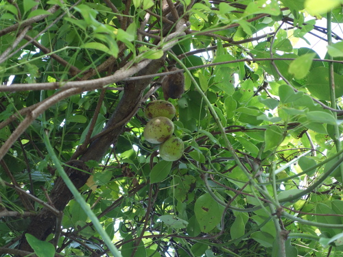 五葉アケビの果実