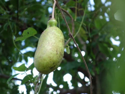 五葉アケビの果実