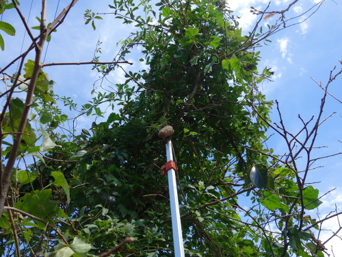 三つ葉アケビの果実