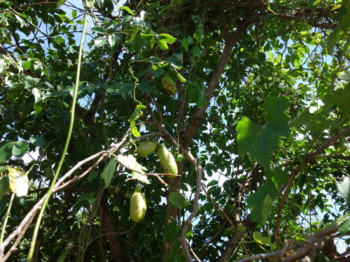 五葉アケビの果実
