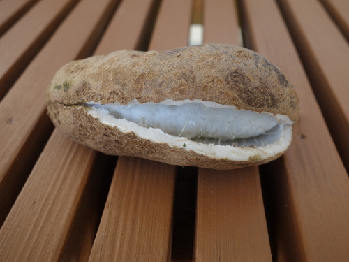 三つ葉アケビの果実