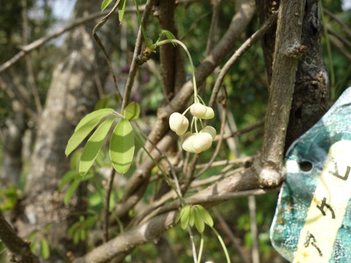 五葉アケビの花