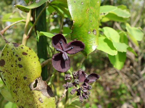 三つ葉アケビのメス花とオス花