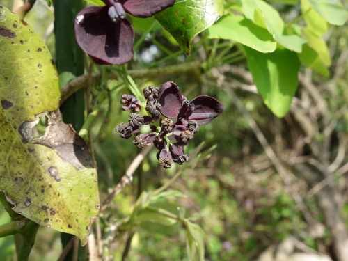 三つ葉アケビのメス花とオス花