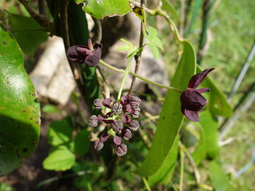 三つ葉アケビのメス花とオス花