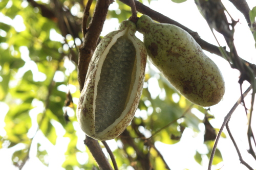 五葉アケビの果実